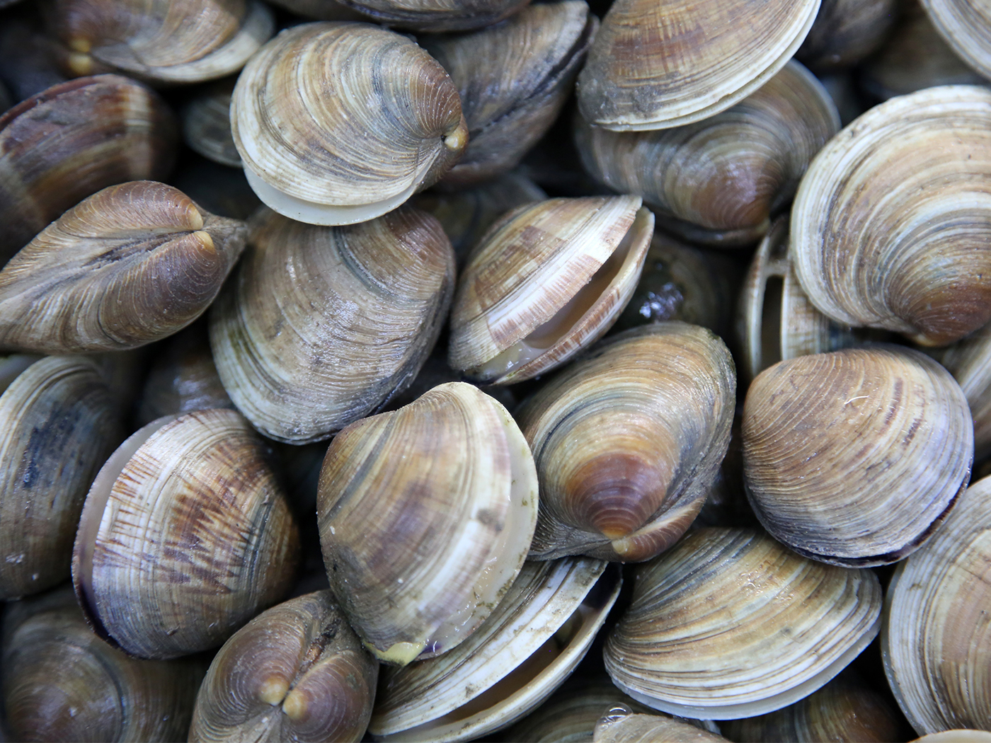 Yet Another Living Fossil Found The Institute for Creation Research